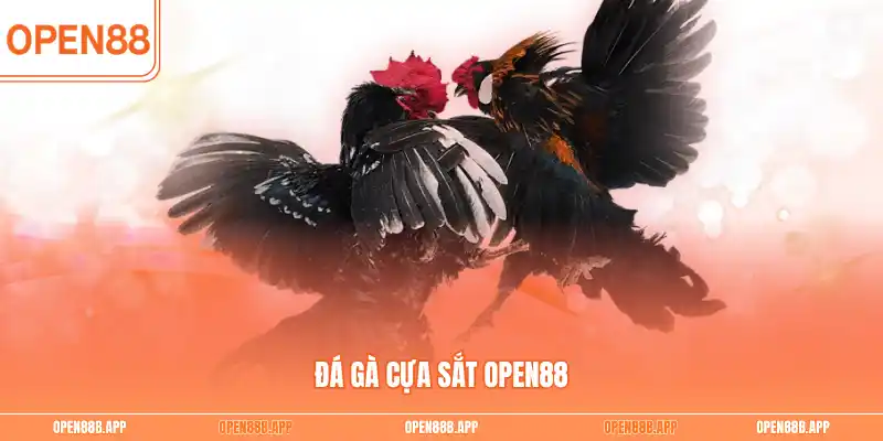 Đá gà cựa sắt OPEN88