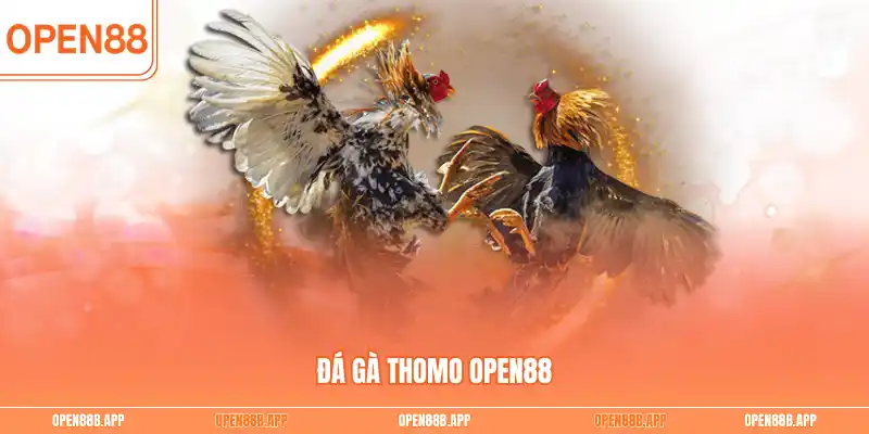 Đá gà Thomo OPEN88