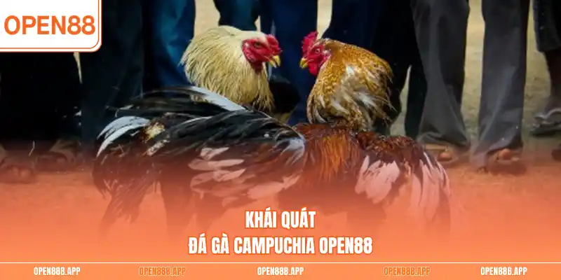 Khái quát đá gà Campuchia OPEN88