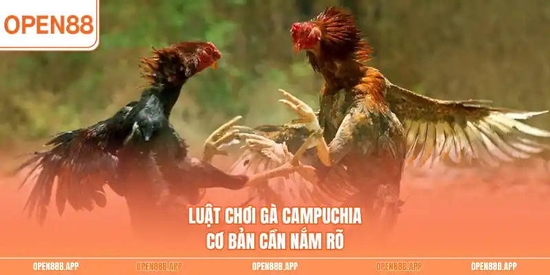 Luật chơi gà Campuchia cơ bản cần nắm rõ
