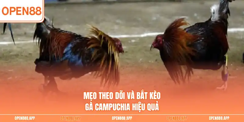 Mẹo theo dõi và bắt kèo gà Campuchia hiệu quả