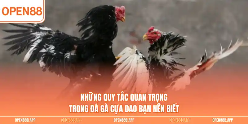 Những quy tắc quan trọng trong đá gà cựa dao bạn nên biết