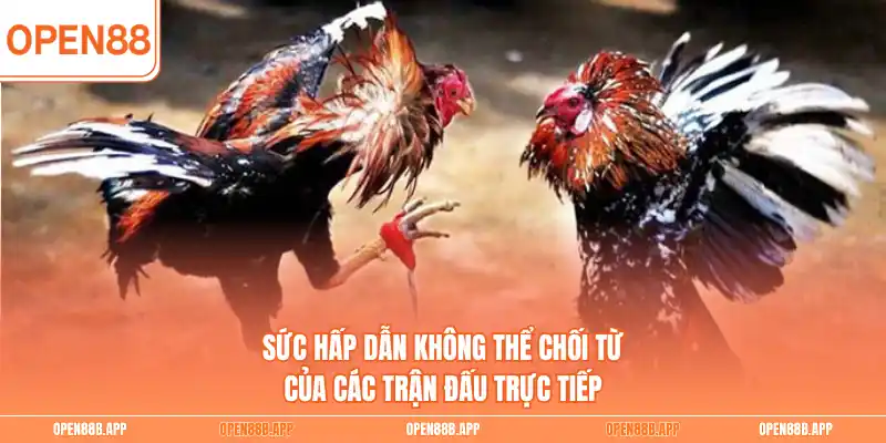 Sức hấp dẫn không thể chối từ của các trận đấu trực tiếp