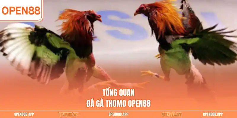 Tổng quan đá gà Thomo OPEN88