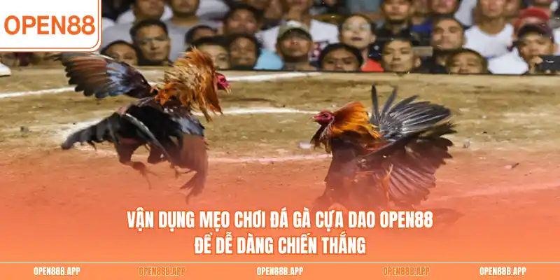 Vận dụng mẹo chơi đá gà cựa dao OPEN88 để dễ dàng chiến thắng