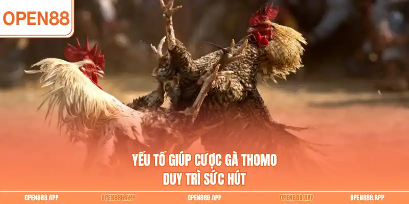 Yếu tố giúp cược gà Thomo duy trì sức hút